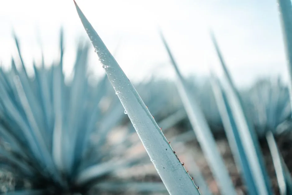 A detailed close-up of an agave plant with dewdrops, captured in Tequila, Mexico.
