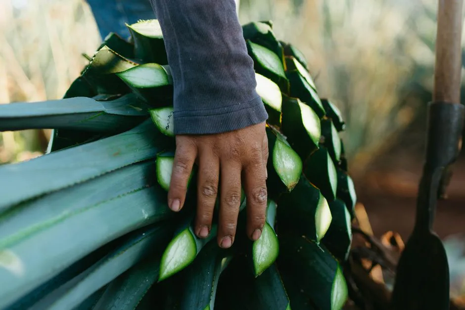 Hand touching agave plant during harvest, highlighting tequila production process.