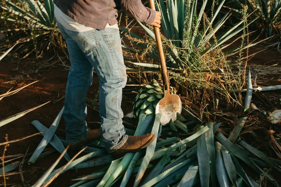 A worker in jeans and boots harvests agave plants in a Mexican field at sunset.